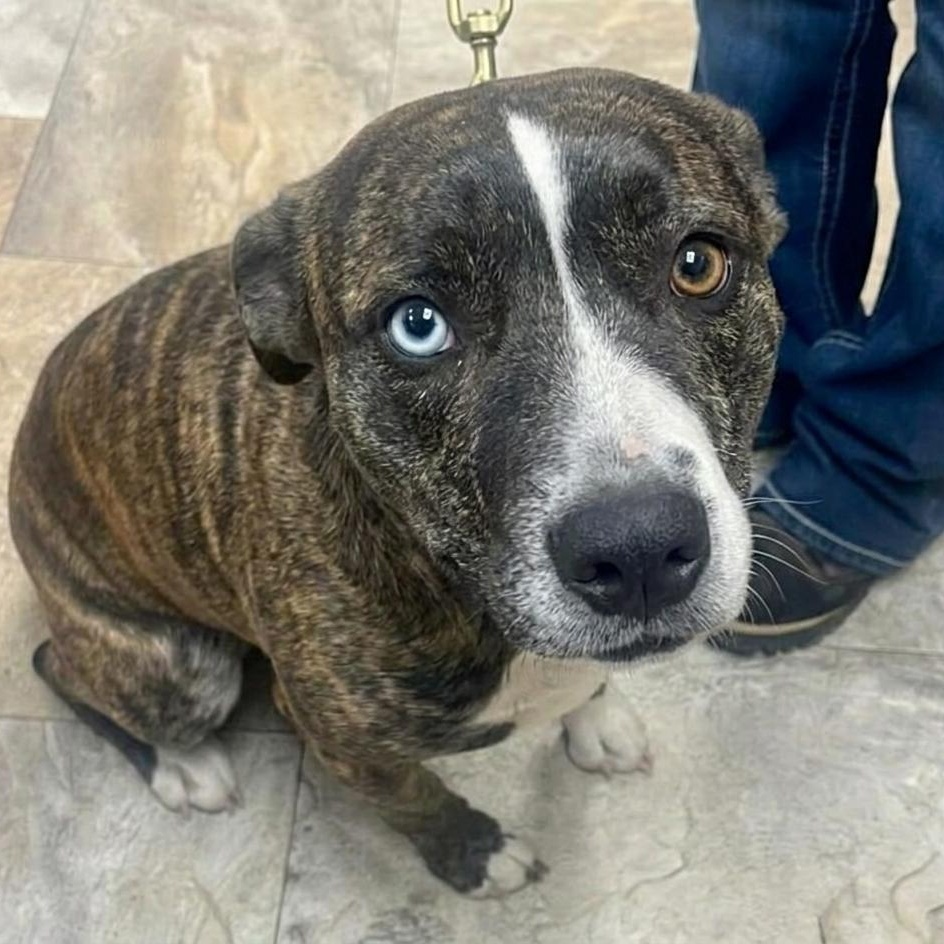 Enlarge Bonnie , a ADOPTABLE mixed breed in Plainfield, IL image 1/4