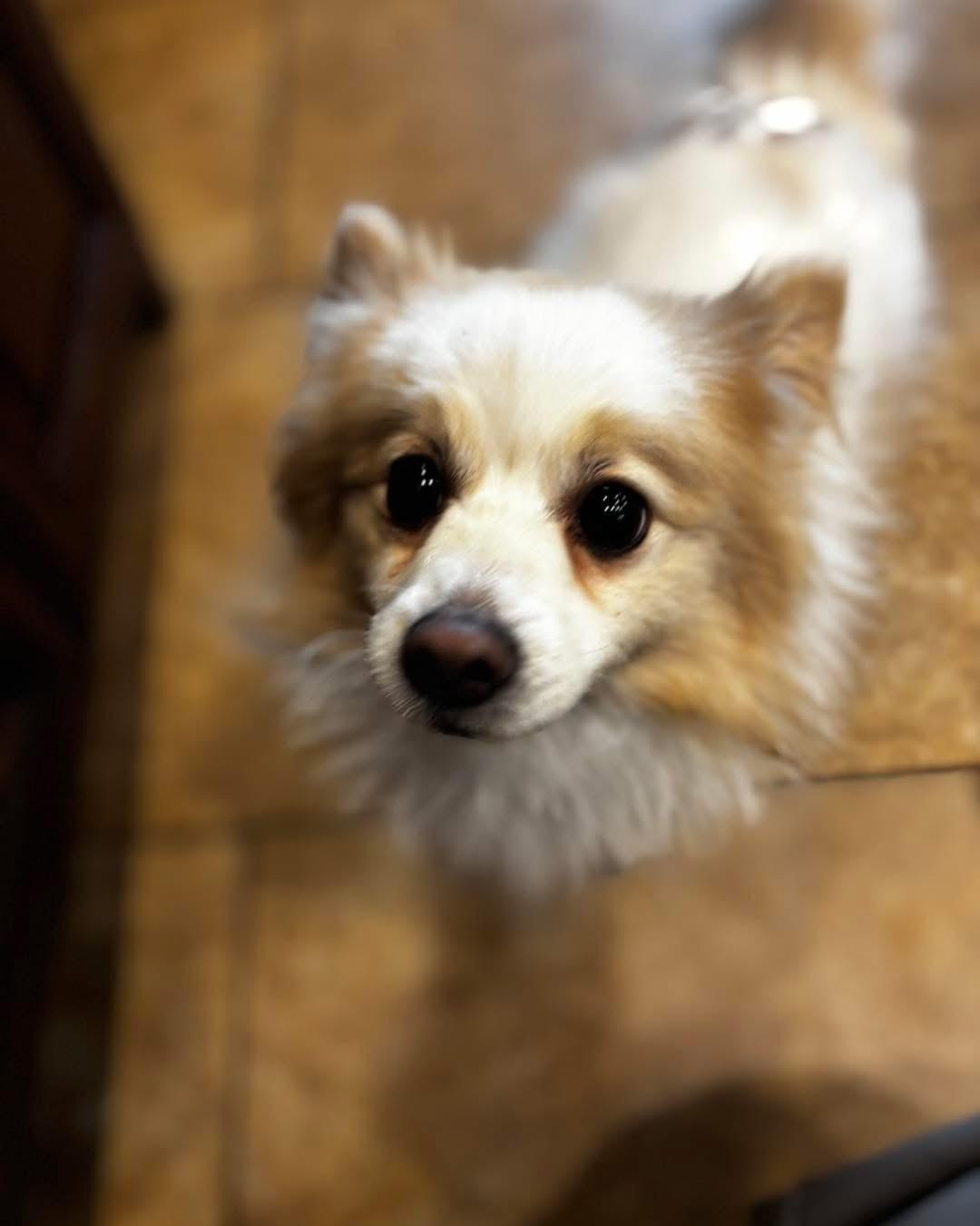 Enlarge Kilo, a Adoptable Pomeranian in Richmond, KY image 1/5