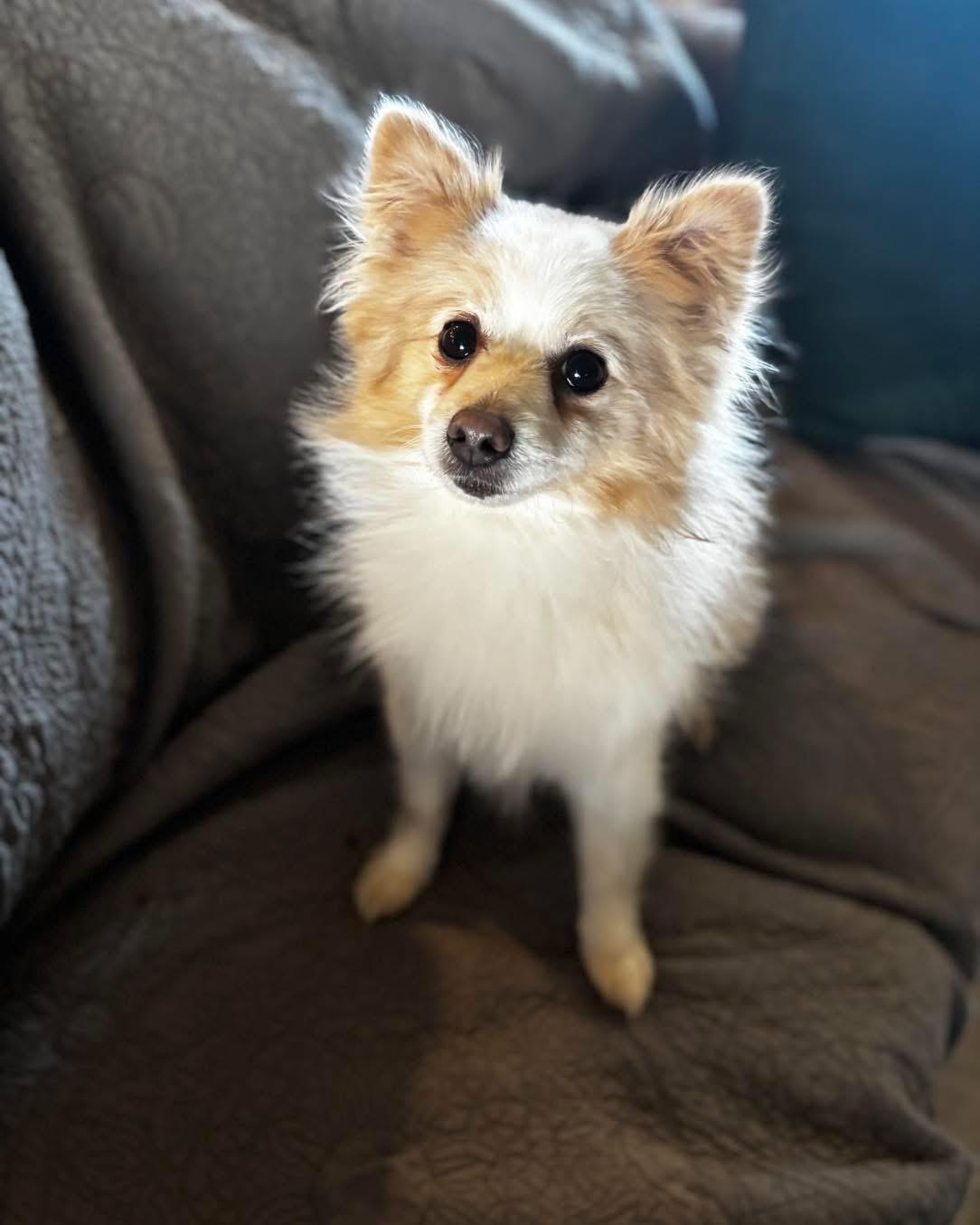 Enlarge Kilo, a Adoptable Pomeranian in Richmond, KY image 2/5