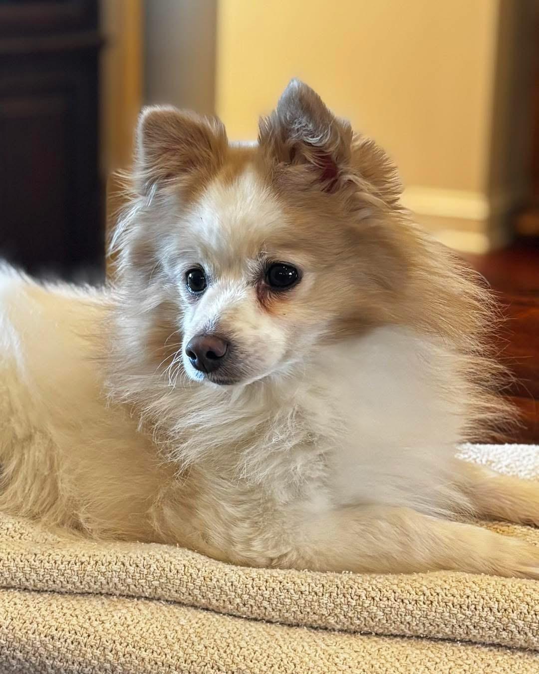 Enlarge Kilo, a Adoptable Pomeranian in Richmond, KY image 3/5