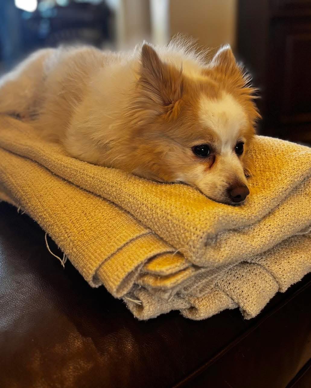 Enlarge Kilo, a Adoptable Pomeranian in Richmond, KY image 4/5