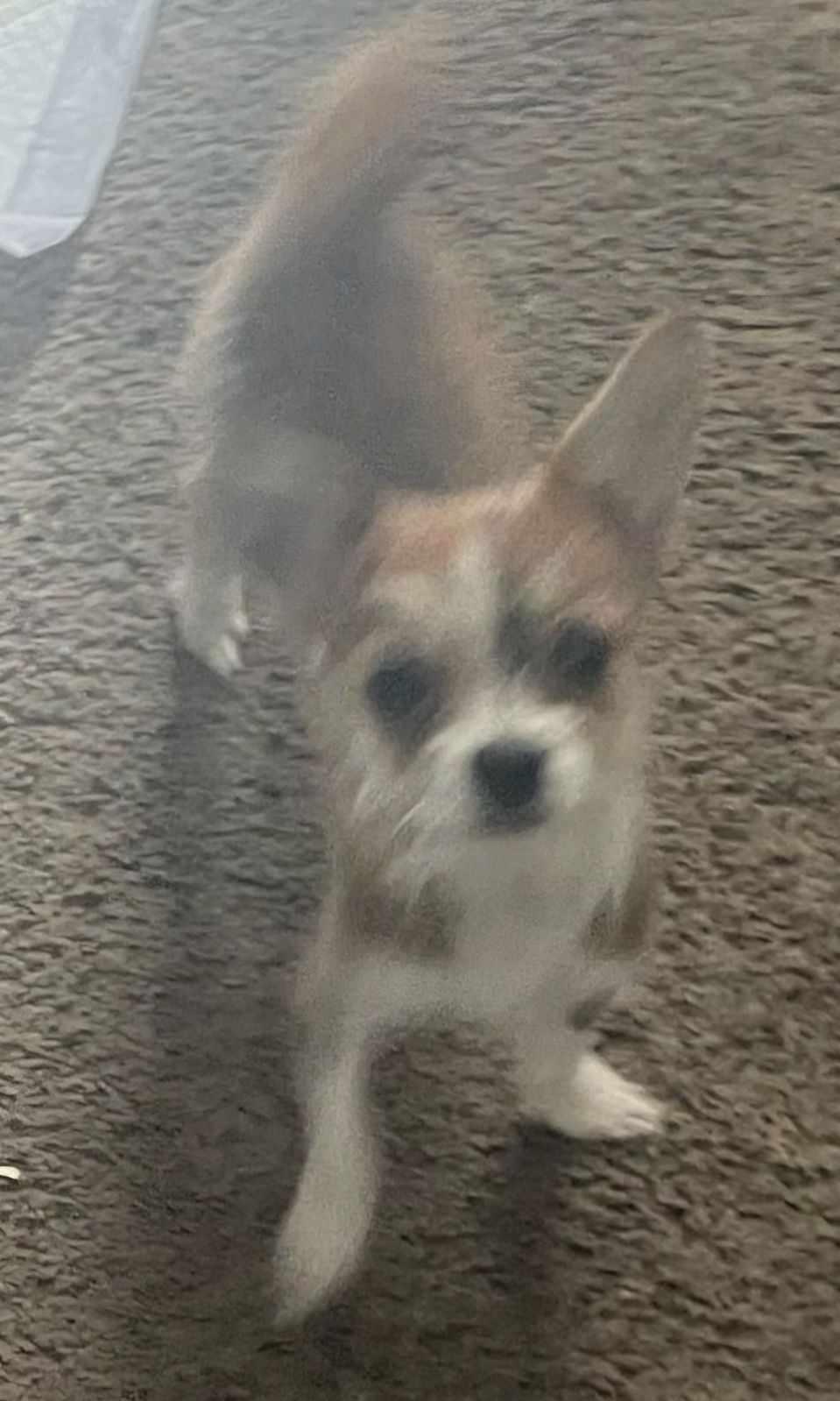 Nancy, Adopted, Young Female Mixed Breed.