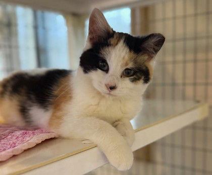 Enlarge Araminta, a Adoptable Domestic Short Hair in Midland, VA image 1/1