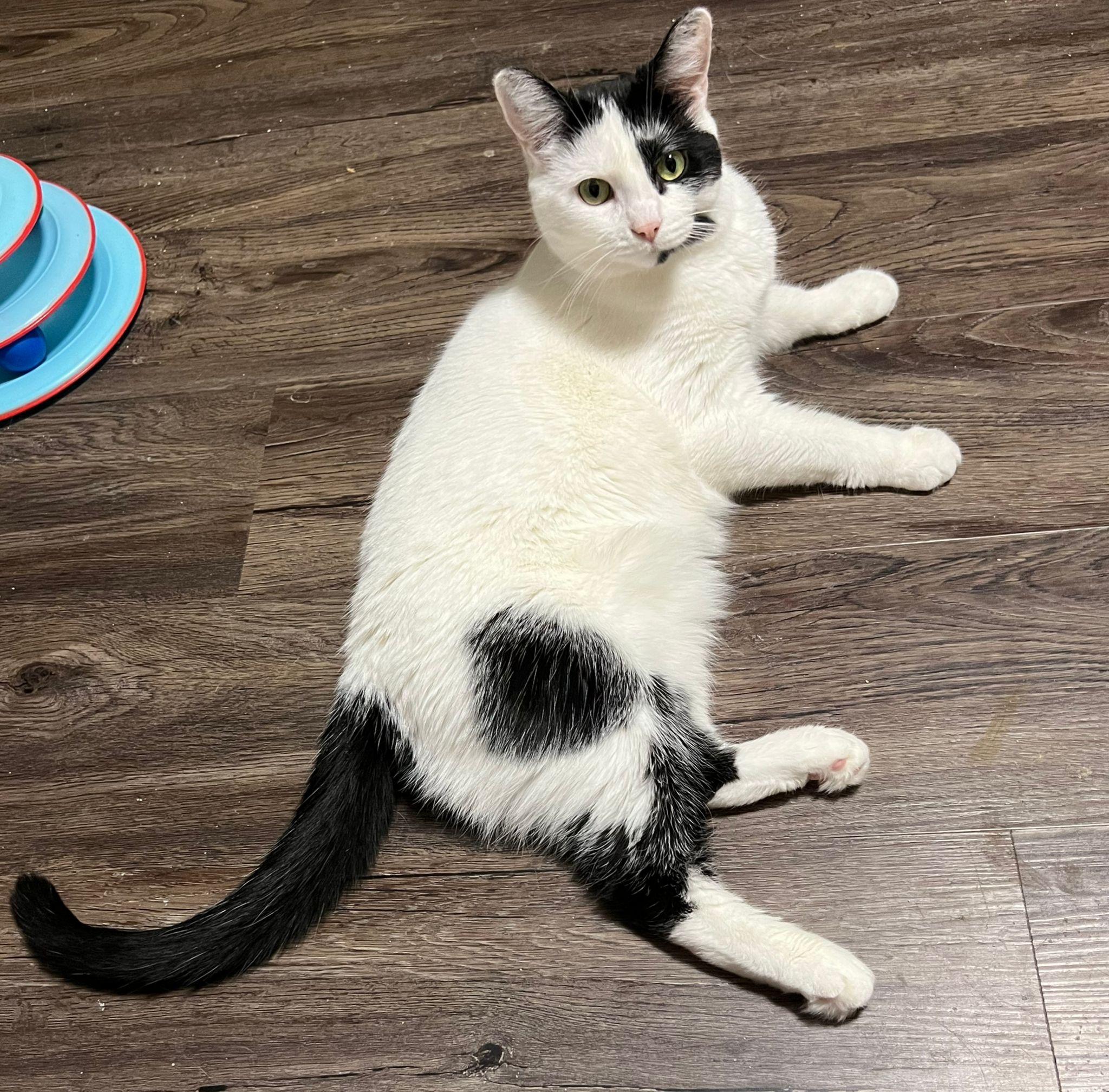 Sequoia (bonded with Archie), adoptable, Young Female Domestic Short Hair.