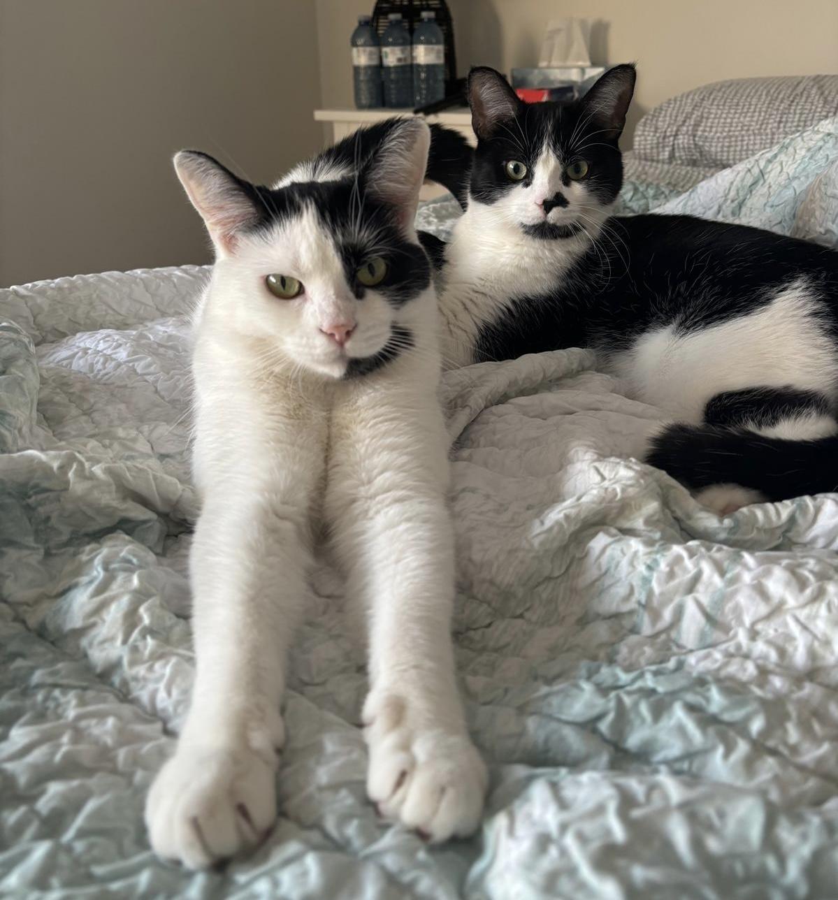 Enlarge Sequoia (bonded with Archie), a Adoptable Domestic Short Hair in Toronto, ON image 5/6