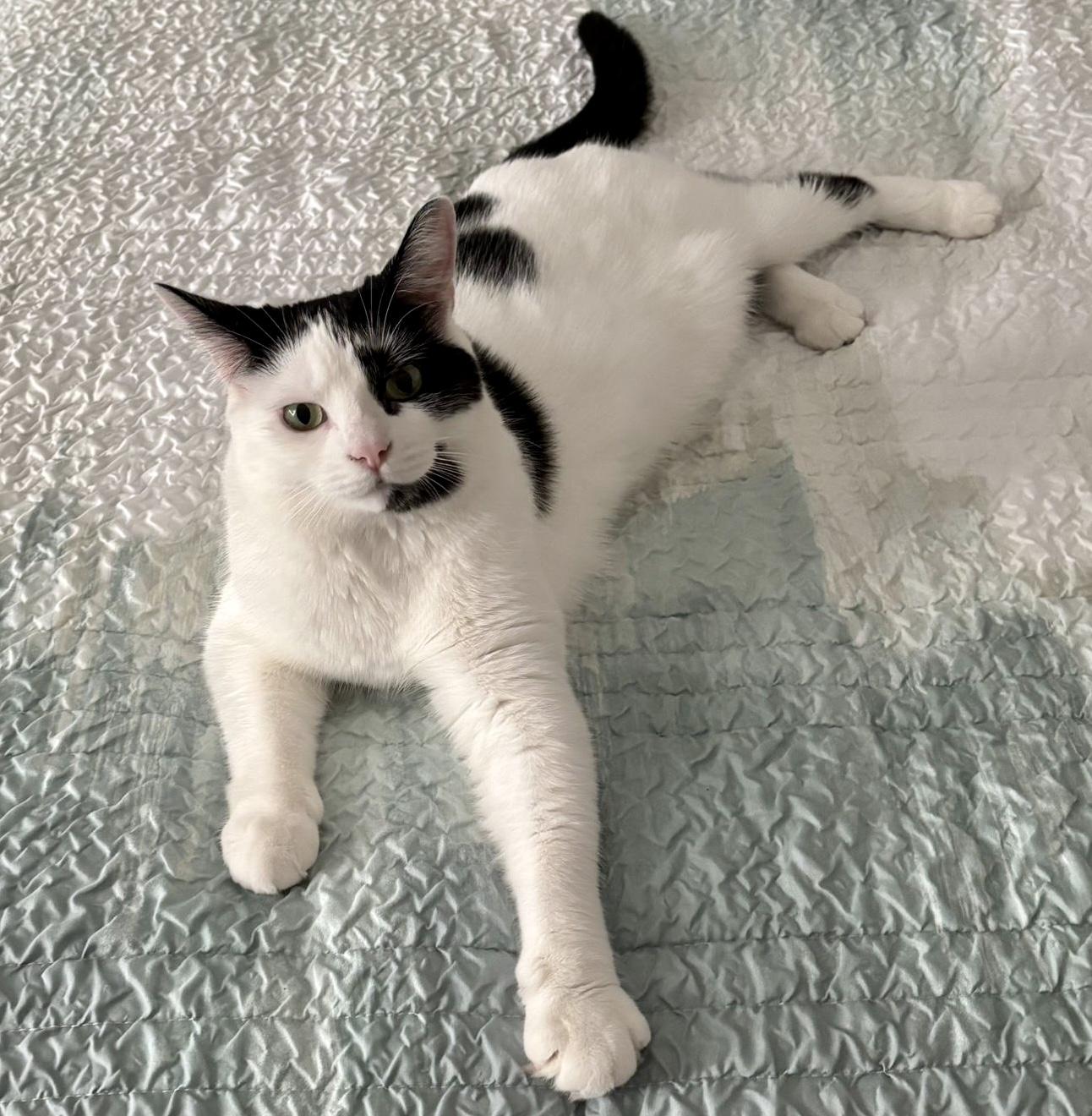 Sequoia (bonded with Archie), Adoptable, Young Female Domestic Short Hair.