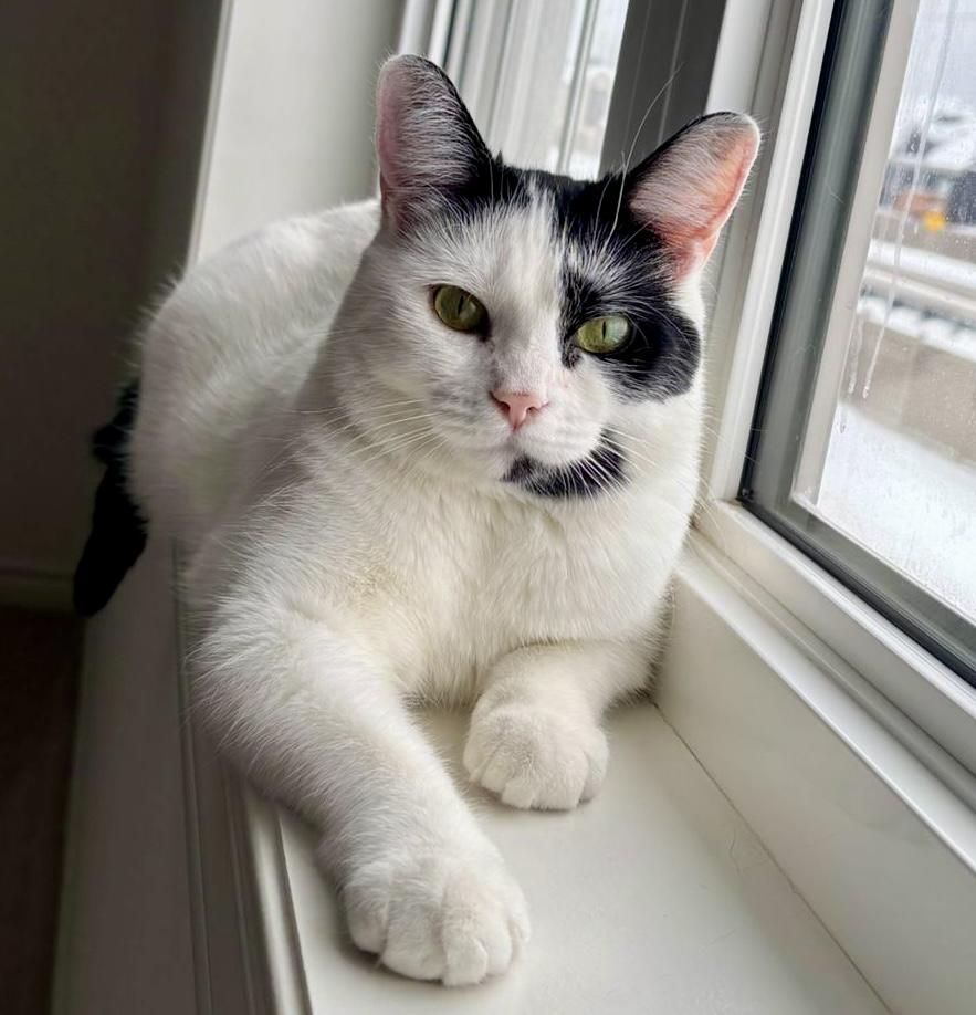 Enlarge Sequoia (bonded with Archie), a Adoptable Domestic Short Hair in Toronto, ON image 1/6