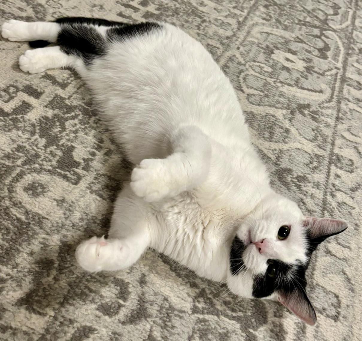 Sequoia (bonded with Archie), a Adoptable Domestic Short Hair in Toronto, ON image 2/6