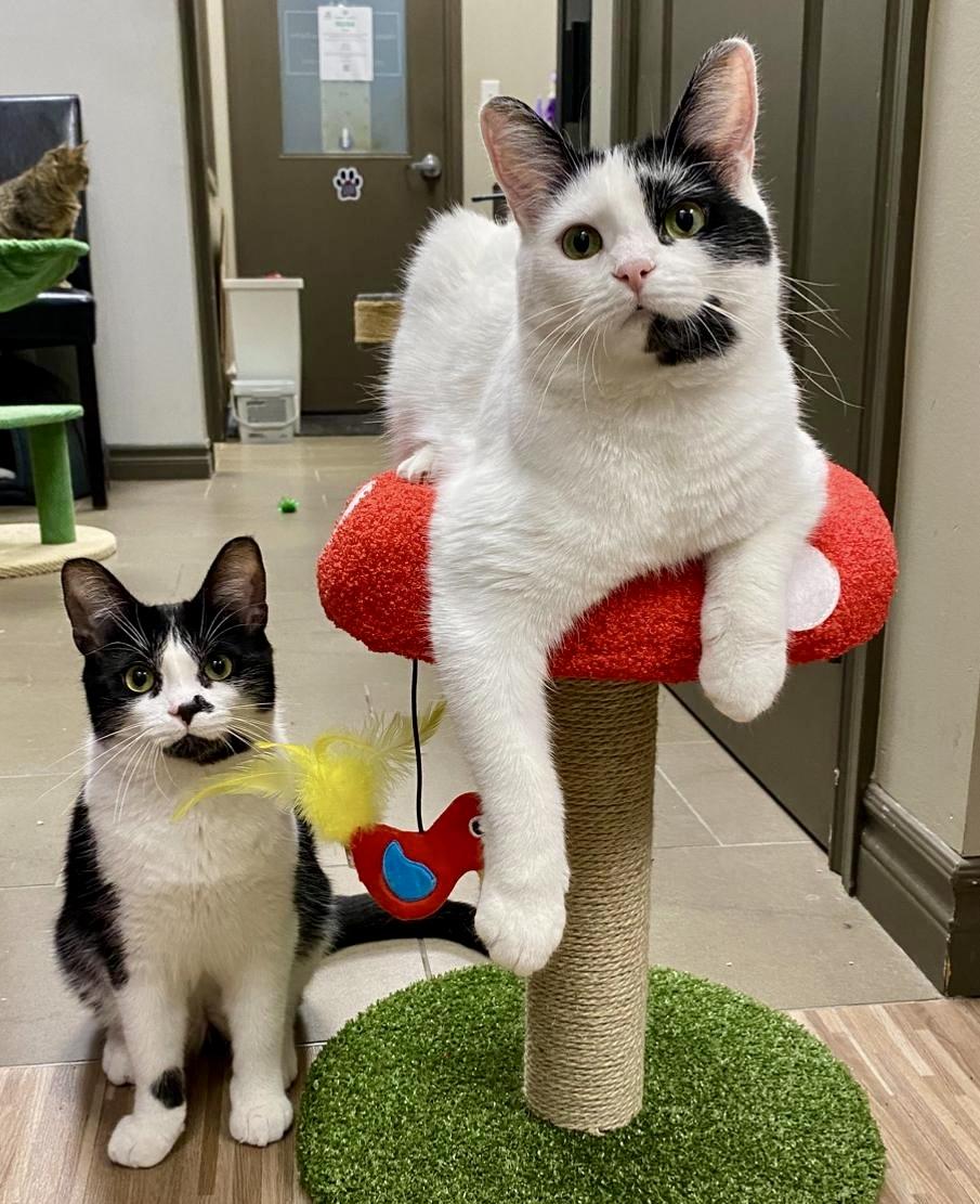 Sequoia (bonded with Archie), a Adoptable Domestic Short Hair in Toronto, ON image 6/6