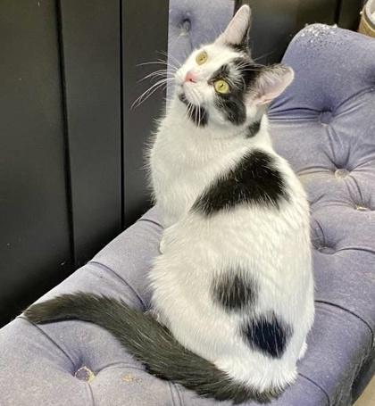 Sequoia (bonded with Archie), a Adoptable Domestic Short Hair in Toronto, ON image 5/6