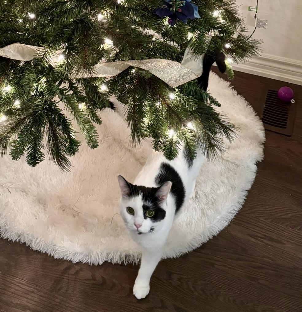 Sequoia (bonded with Archie), a Adoptable Domestic Short Hair in Toronto, ON image 3/6