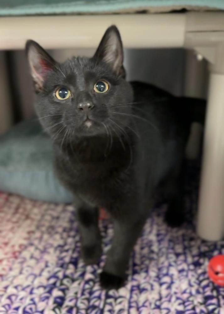Wednesday, Adoptable, Kitten Female Domestic Short Hair.