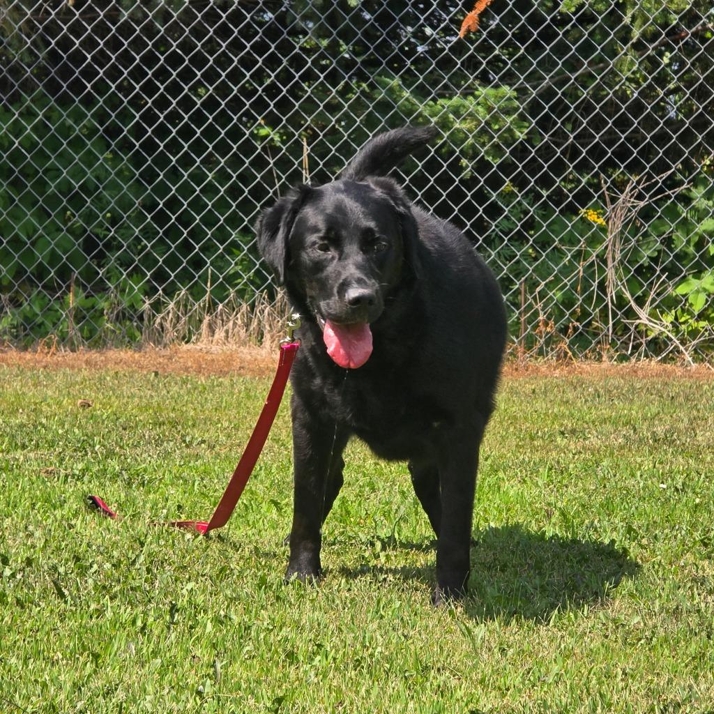 Ace, Adoptable, Adult Male Labrador Retriever & Golden Retriever.