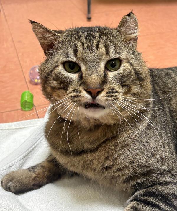 Martin, Adoptable, Adult Male Domestic Short Hair.