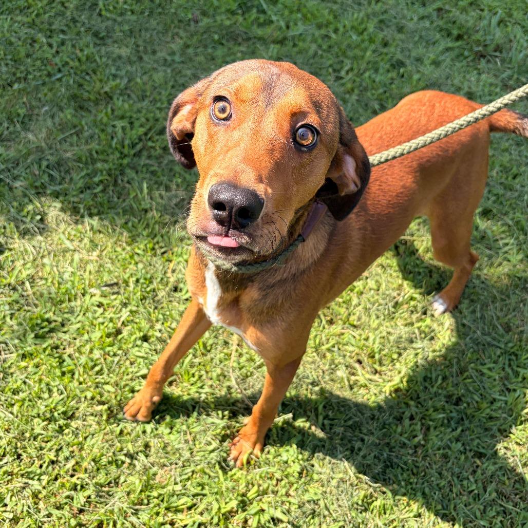 Zion, Adoptable, Young Male Hound & Mixed Breed.