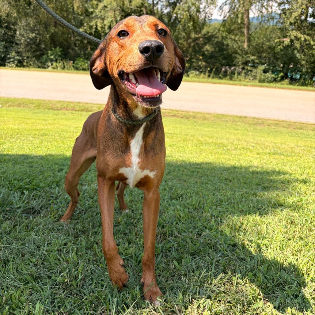 Enlarge Zion, a Adoptable mixed breed in Franklin, NC image 2/5