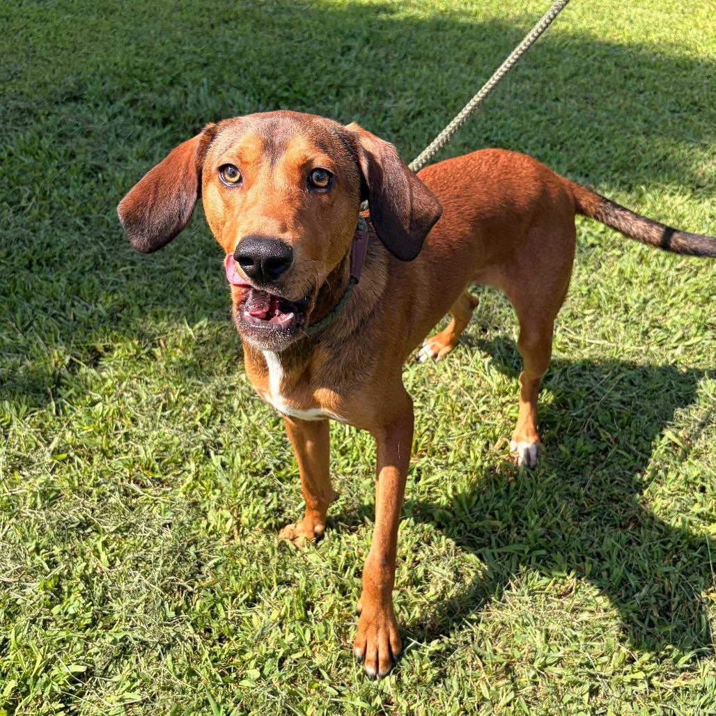 Enlarge Zion, a Adoptable mixed breed in Franklin, NC image 3/5