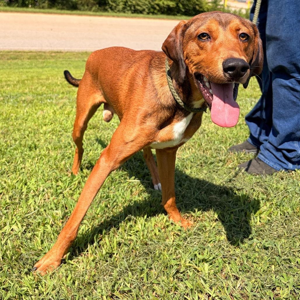 Enlarge Zion, a Adoptable mixed breed in Franklin, NC image 4/5