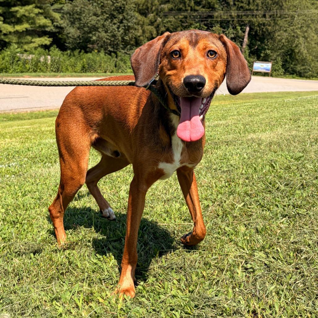 Enlarge Zion, a Adoptable mixed breed in Franklin, NC image 5/5