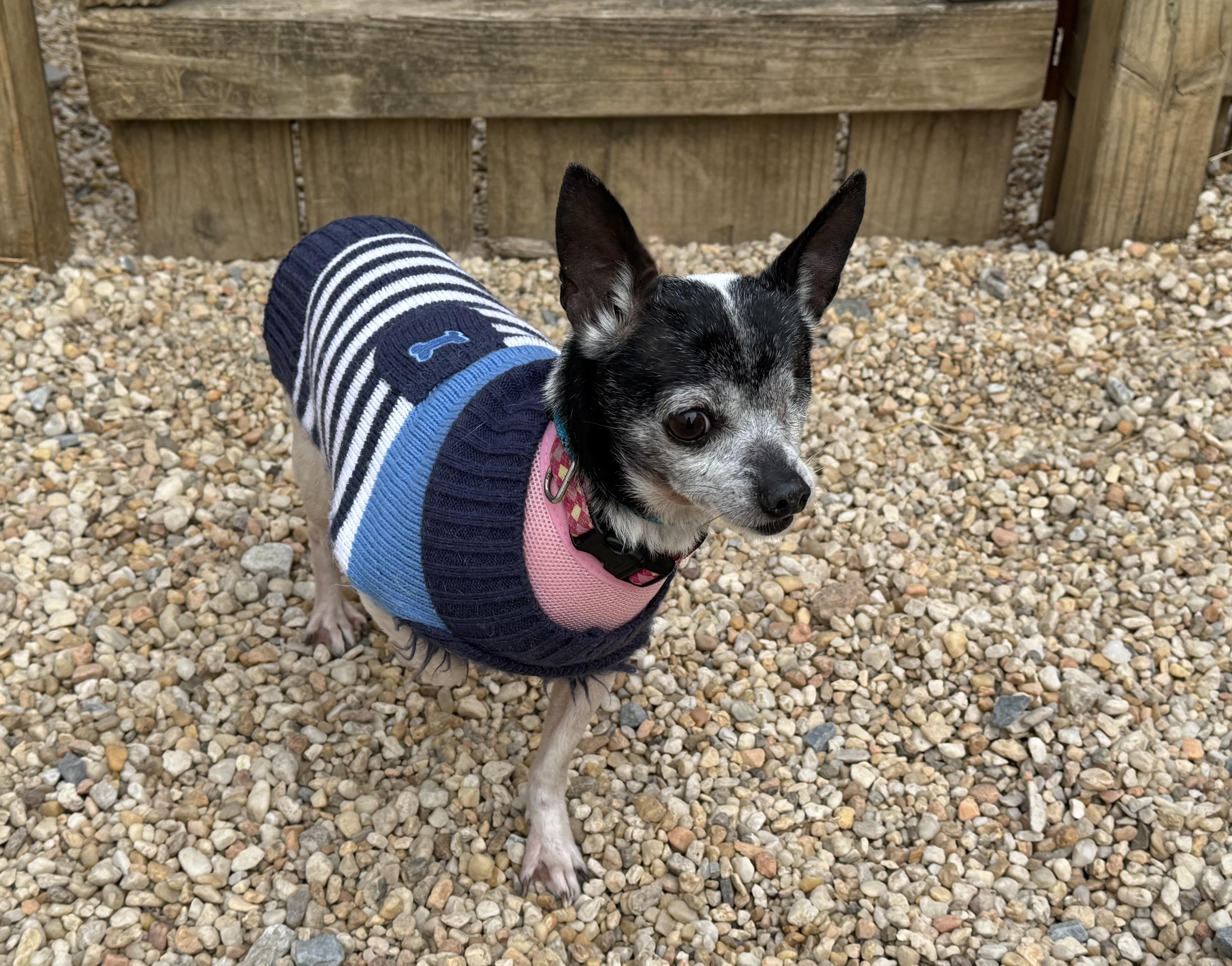 Maci, adoptable, Adult Female Chihuahua.