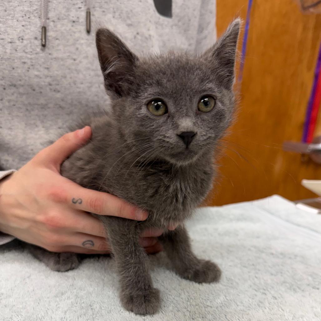 Gust, Adoptable, Kitten Male Domestic Short Hair.