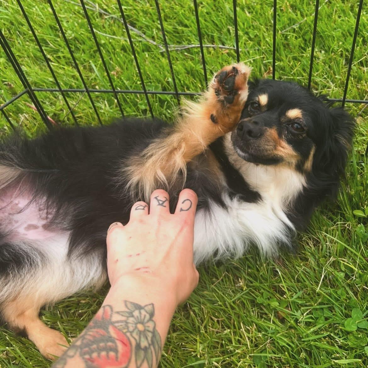 Barbie, a ADOPTABLE Australian Shepherd in West Falls, NY image 3/4
