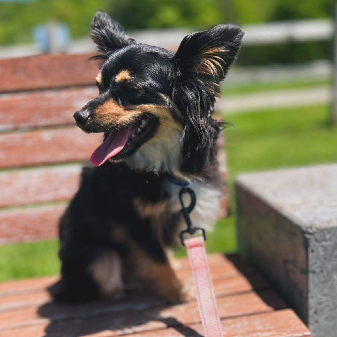 Barbie, a ADOPTABLE Australian Shepherd in West Falls, NY image 4/4