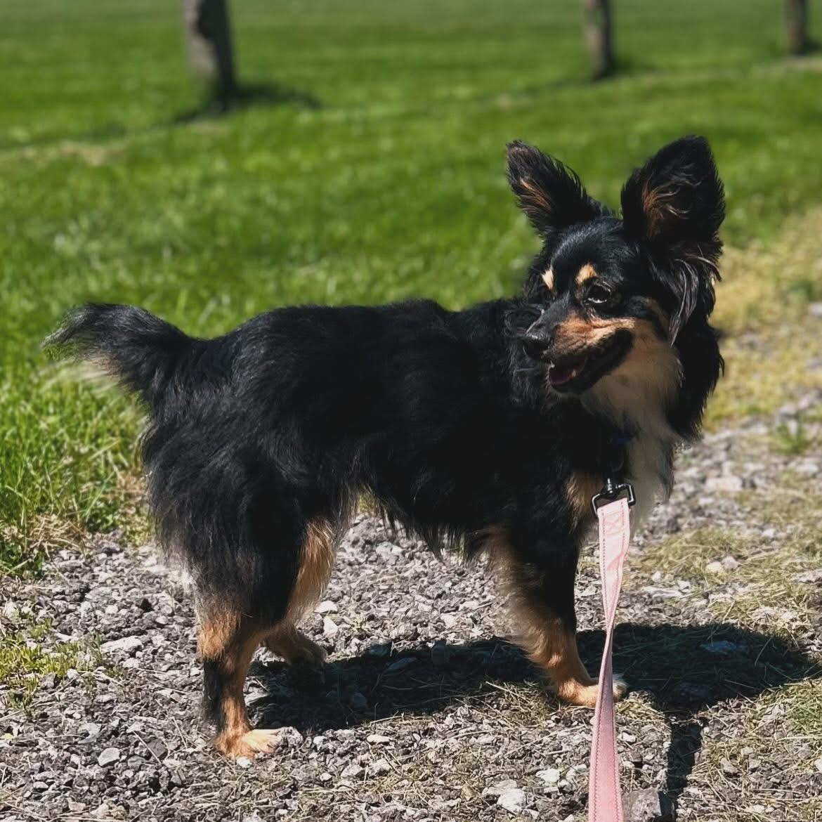 Barbie, a ADOPTABLE Australian Shepherd in West Falls, NY image 2/4