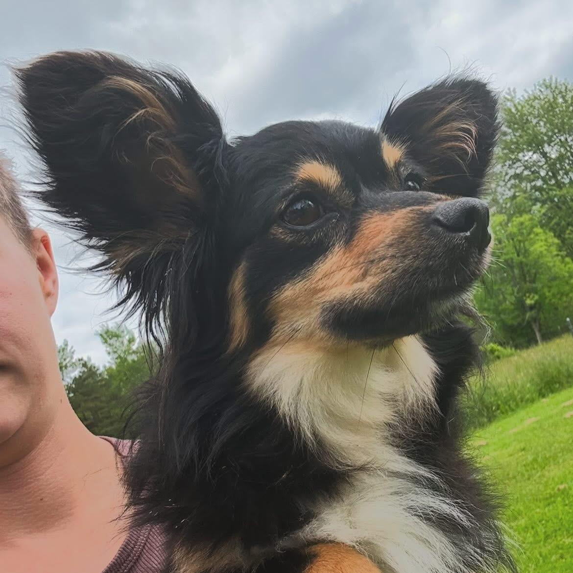 Barbie, a ADOPTABLE Australian Shepherd in West Falls, NY image 1/4