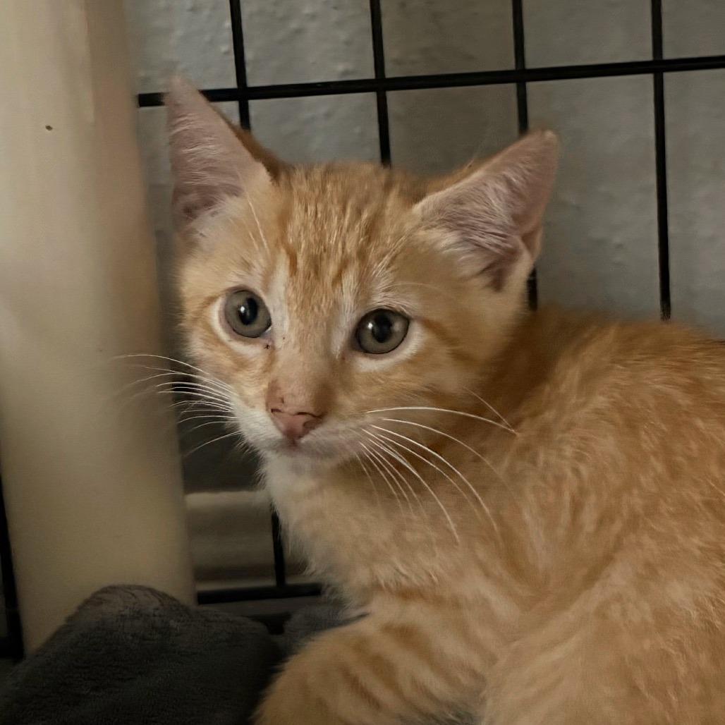 Enlarge Cheddar, a Adoptable Domestic Short Hair in Houston, TX image 1/1