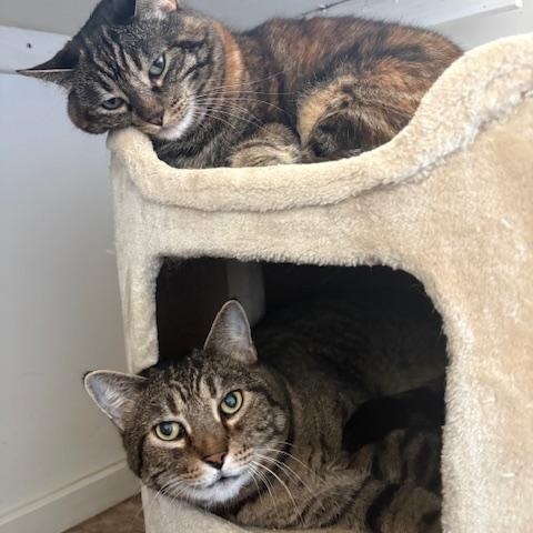 Enlarge Sam & Spike, a ADOPTABLE Domestic Short Hair in Grass Valley, CA image 1/3