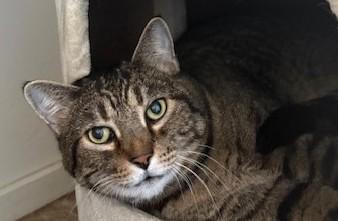 Enlarge Spike, a ADOPTABLE Domestic Short Hair in Grass Valley, CA image 1/2