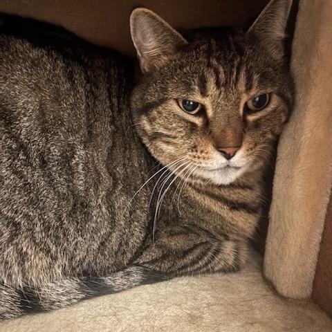 Enlarge Sam & Spike, a ADOPTABLE Domestic Short Hair in Grass Valley, CA image 3/3