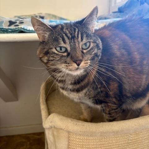 Enlarge Sam & Spike, a ADOPTABLE Domestic Short Hair in Grass Valley, CA image 2/3