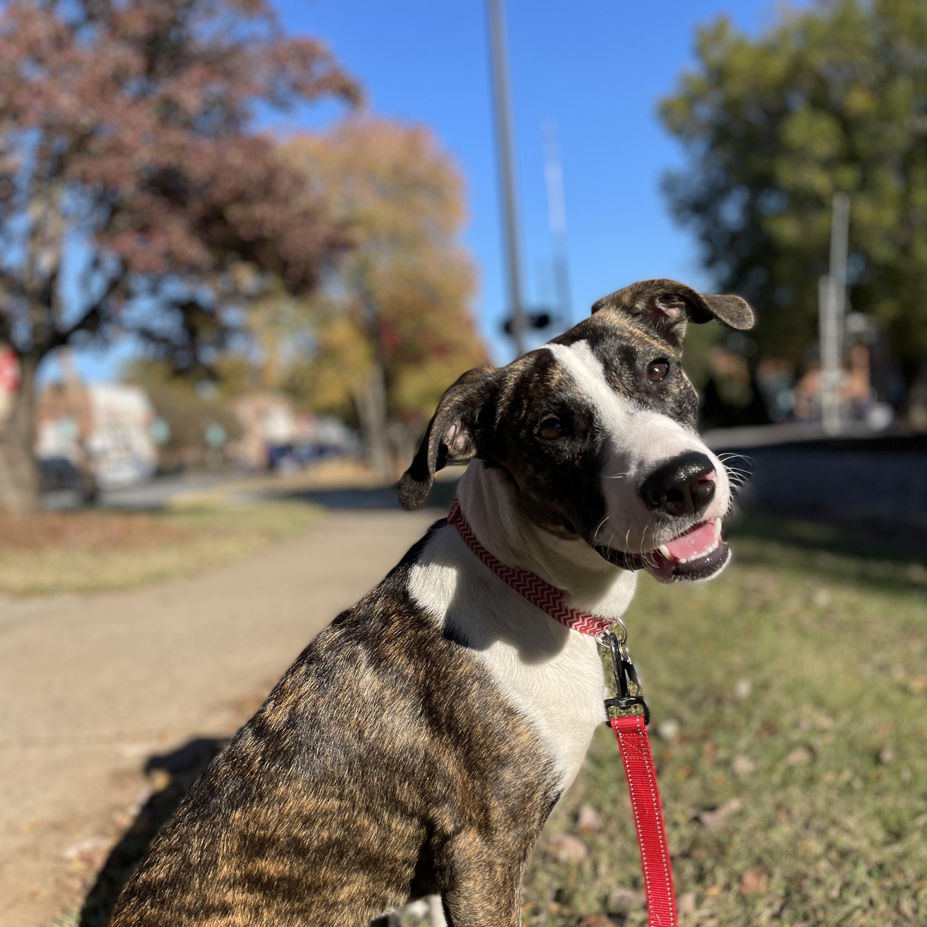 Blessing, a Adoptable mixed breed in Rock Hill, SC image 5/6
