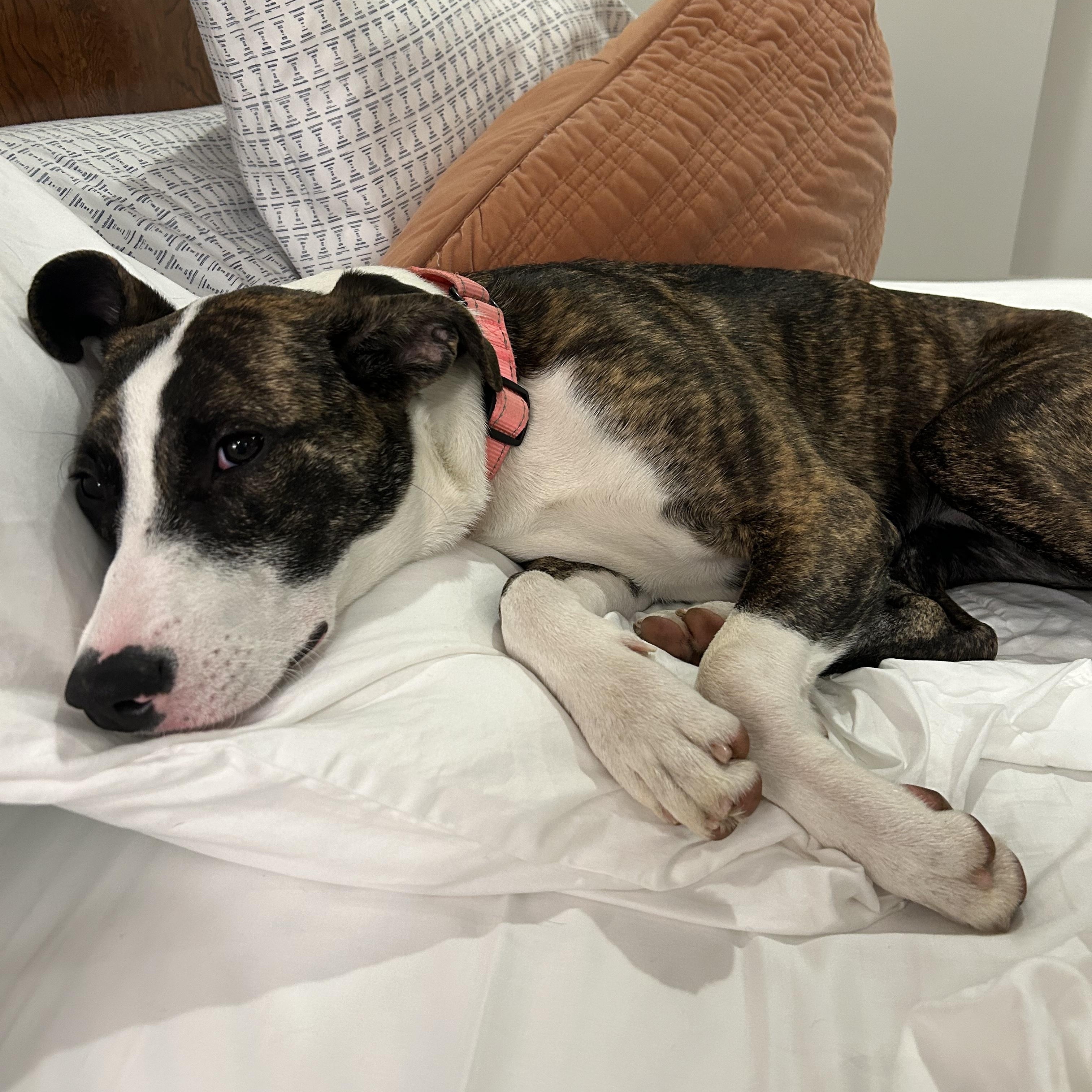 Blessing, a Adoptable mixed breed in Rock Hill, SC image 6/6