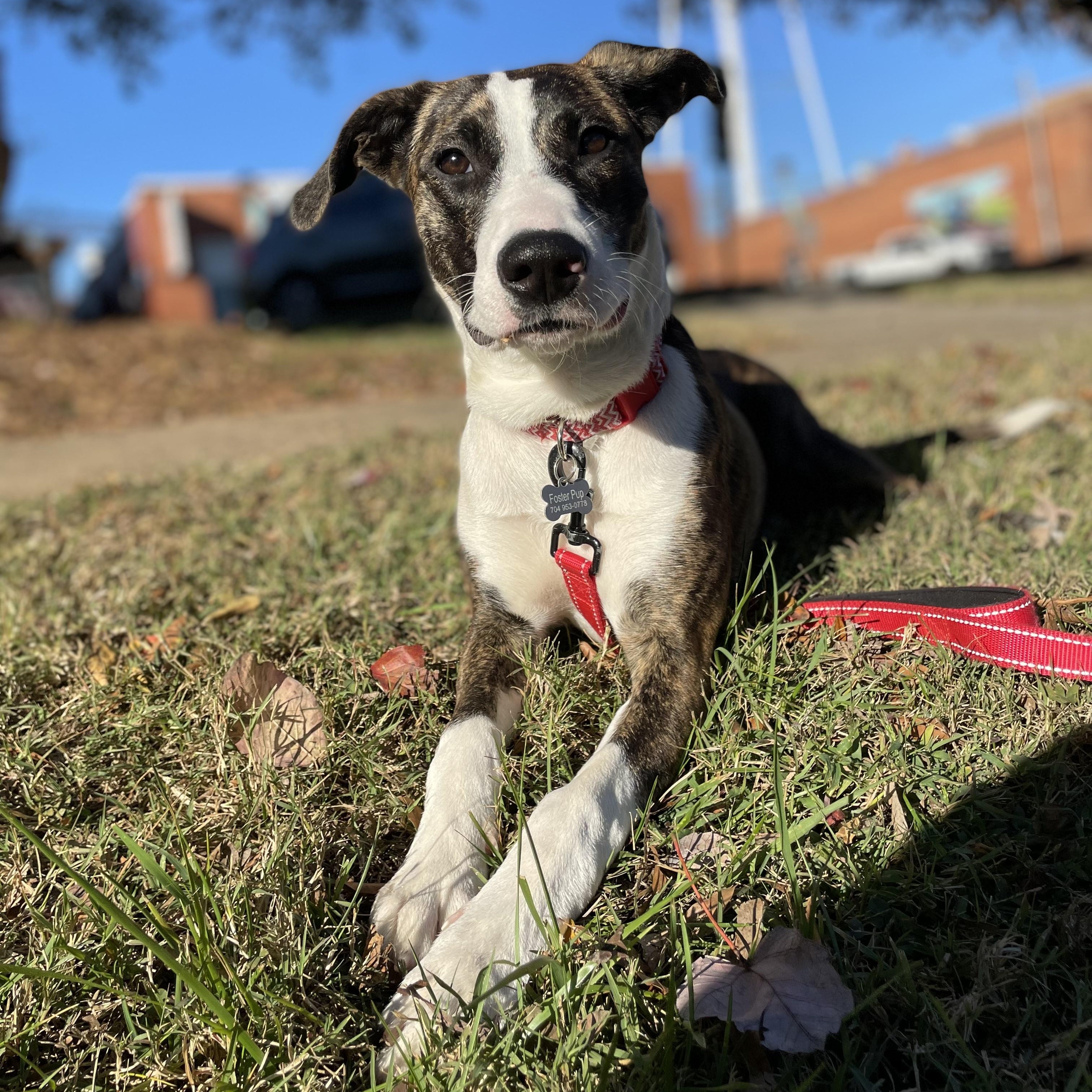 Blessing, a Adoptable mixed breed in Rock Hill, SC image 1/6