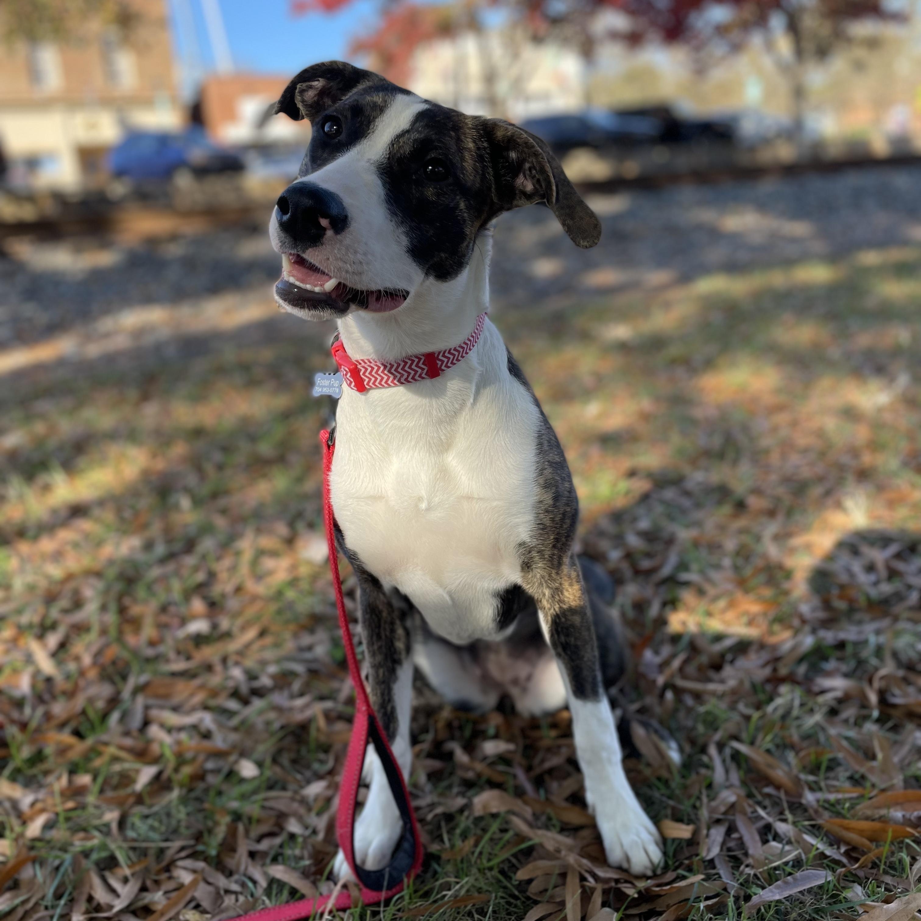 Blessing, a Adoptable mixed breed in Rock Hill, SC image 2/6