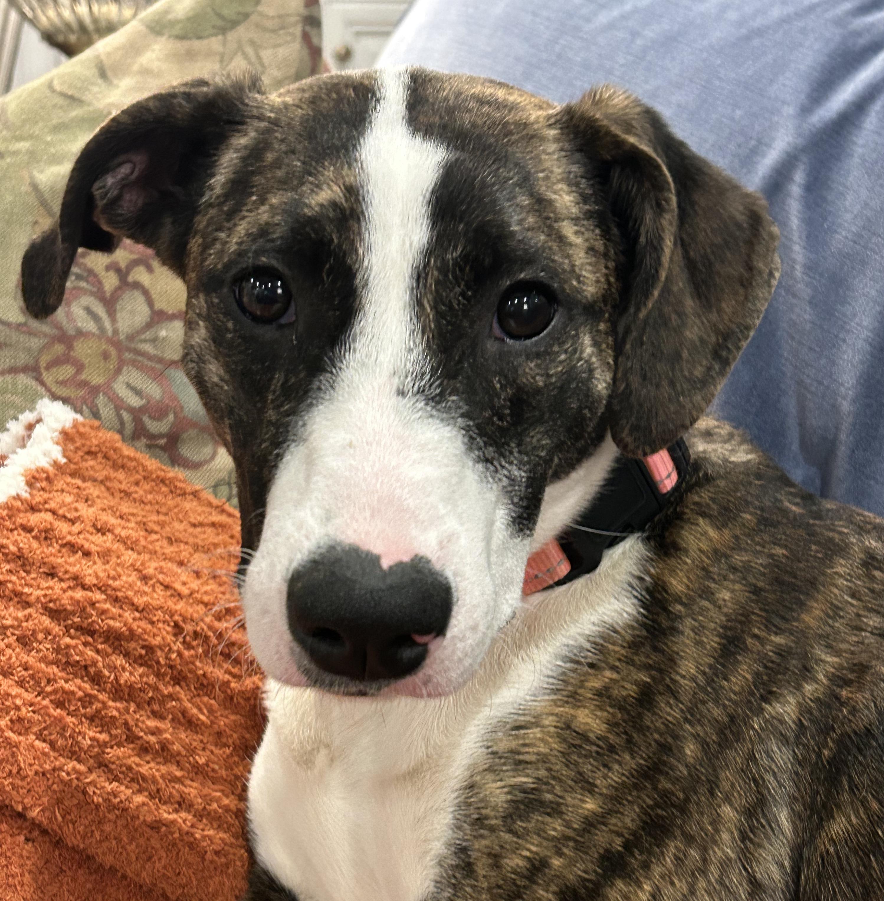 Blessing, a Adoptable mixed breed in Rock Hill, SC image 3/6