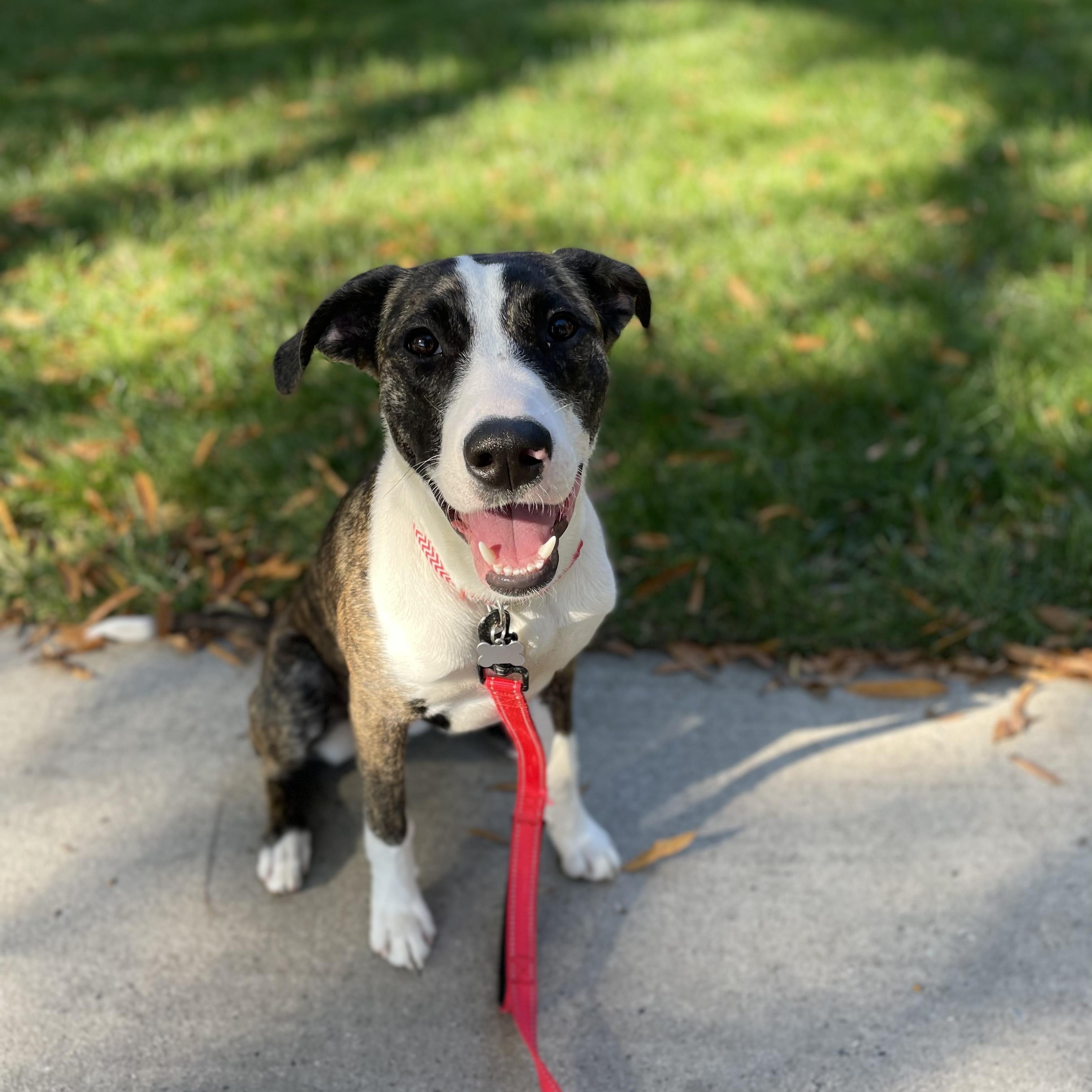 Blessing, a Adoptable mixed breed in Rock Hill, SC image 4/6