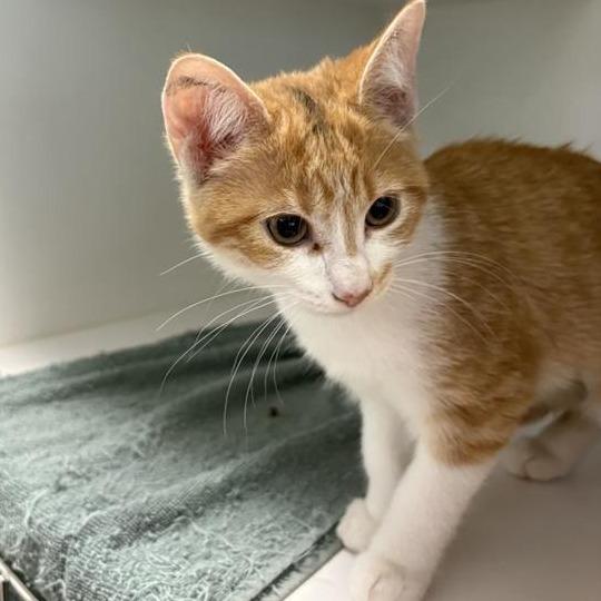 Bloberta, Adoptable, Kitten Female Domestic Short Hair.