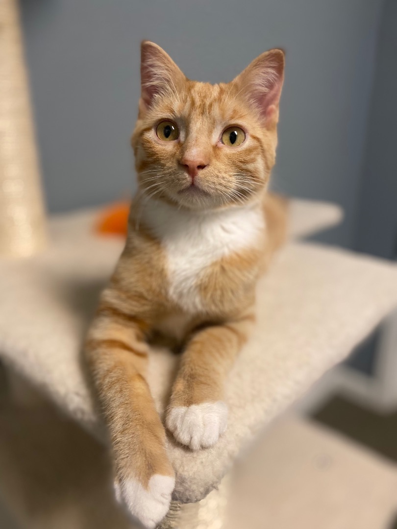 Calvin, Baby Male Tabby