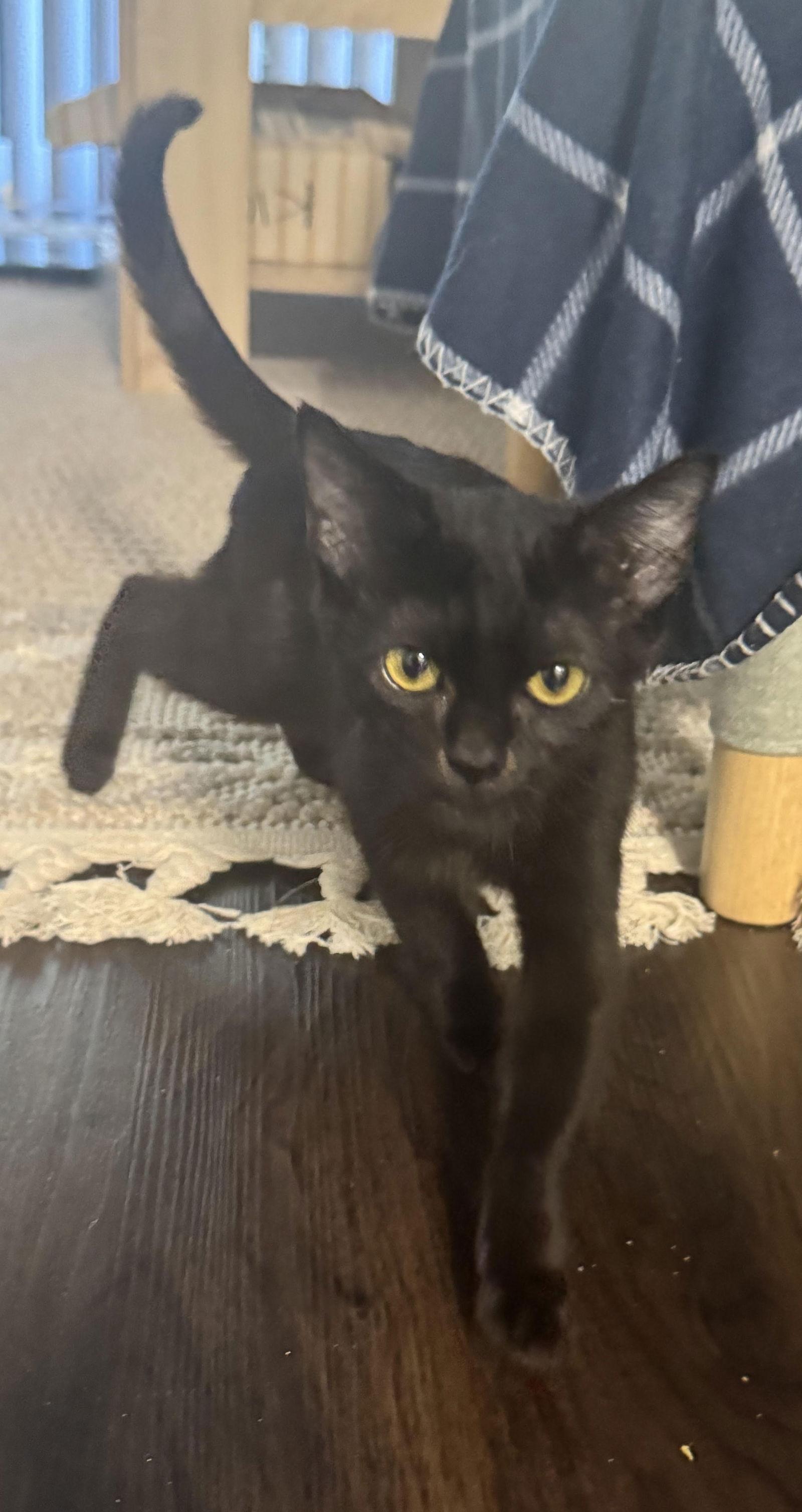 winston, Adoptable, Kitten Male Domestic Medium Hair.