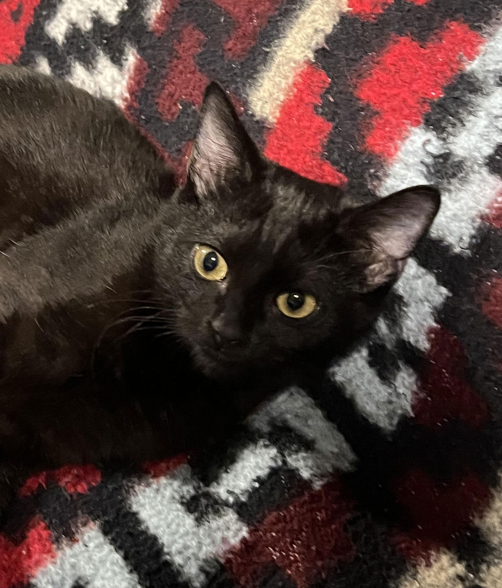 Enlarge winston, a Adoptable Domestic Medium Hair in San Jose, CA image 2/3