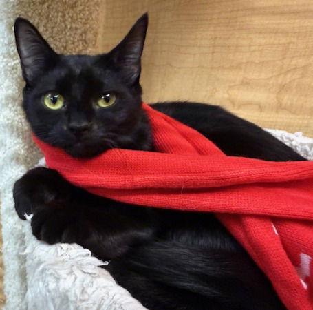 Enlarge winston, a Adoptable Domestic Medium Hair in San Jose, CA image 3/3