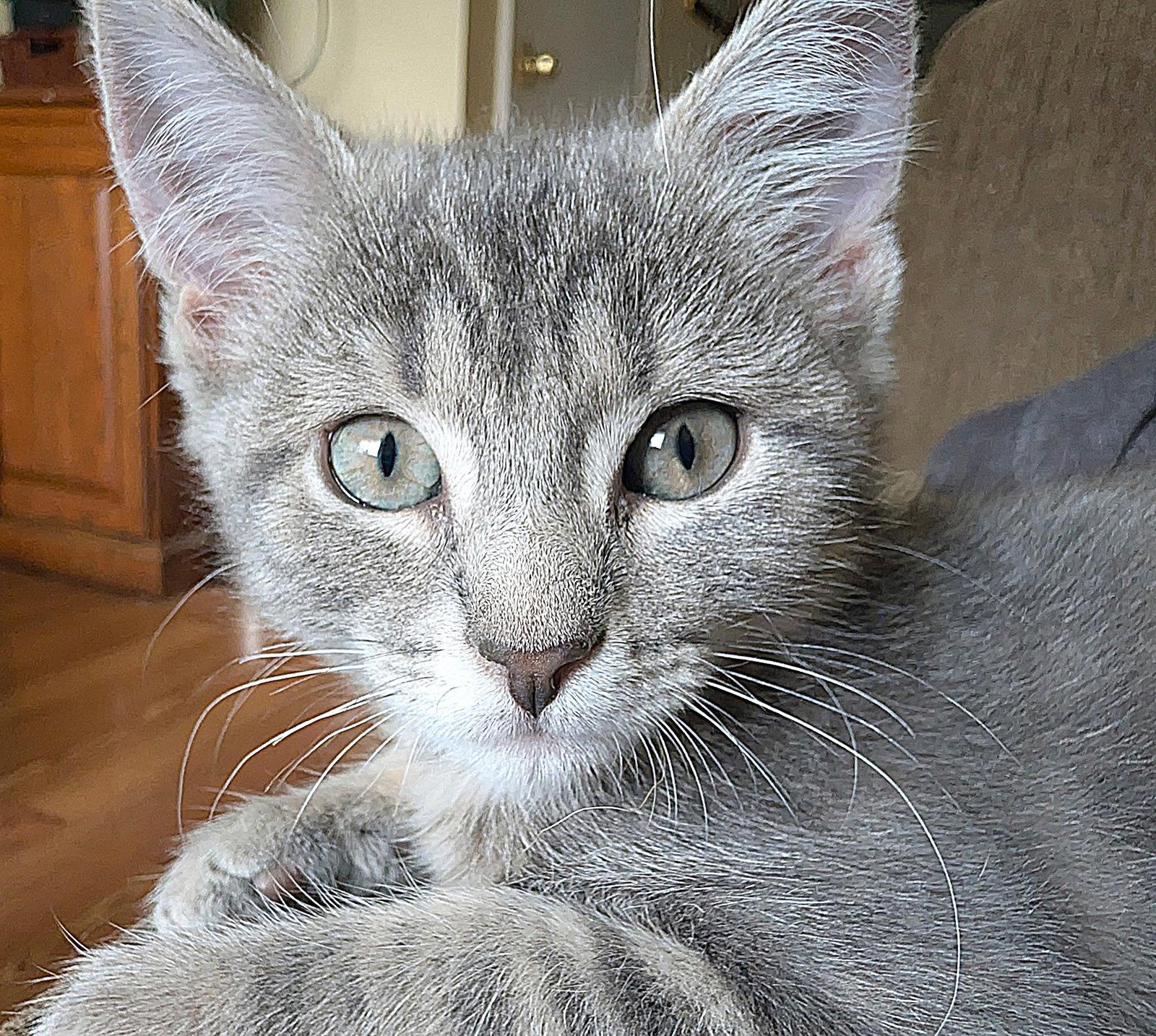 Enlarge Joanie, a Adopted Domestic Short Hair in Whitehall, PA image 2/3
