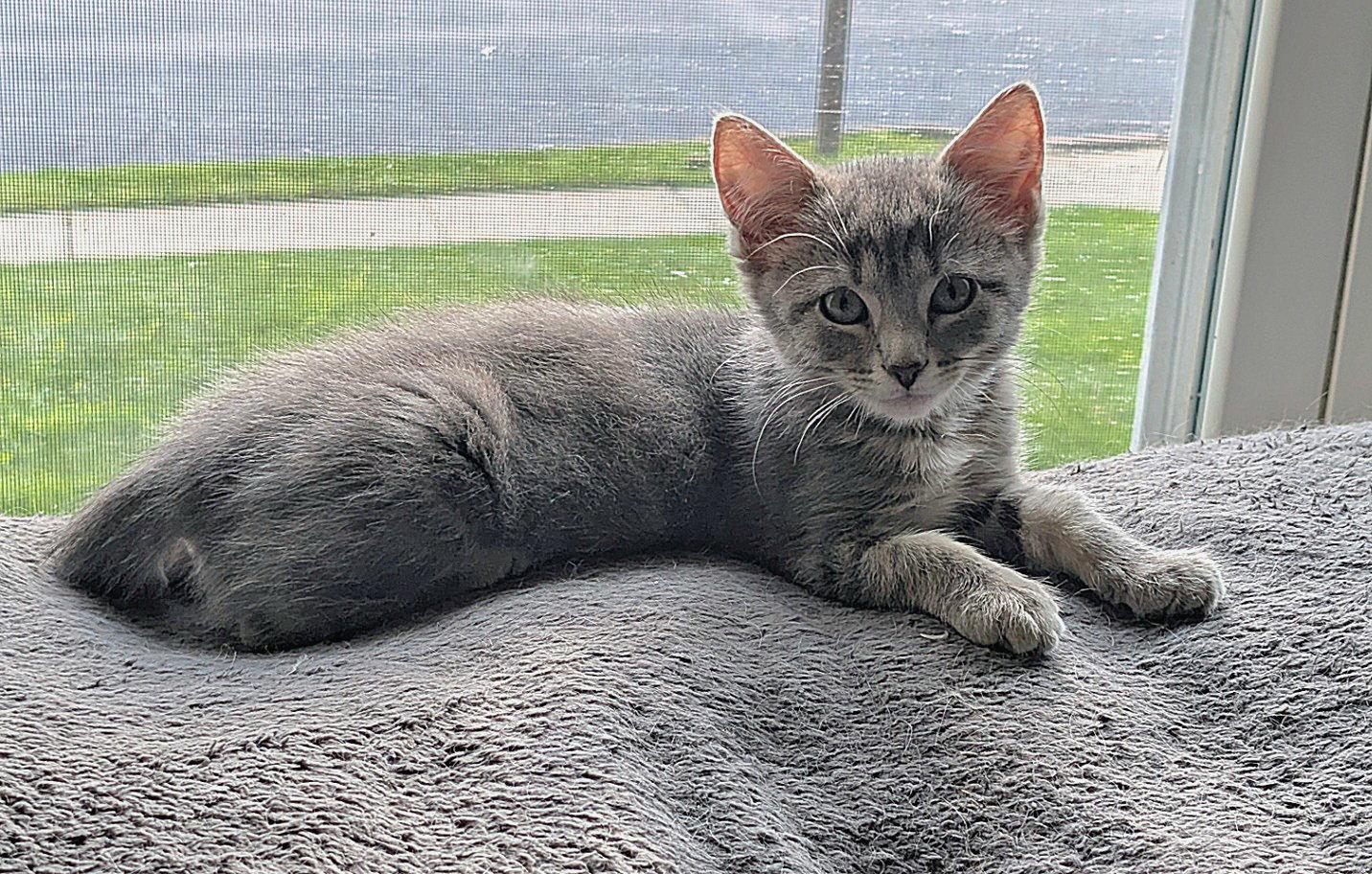 Joanie, Adopted, Kitten Female Domestic Short Hair.