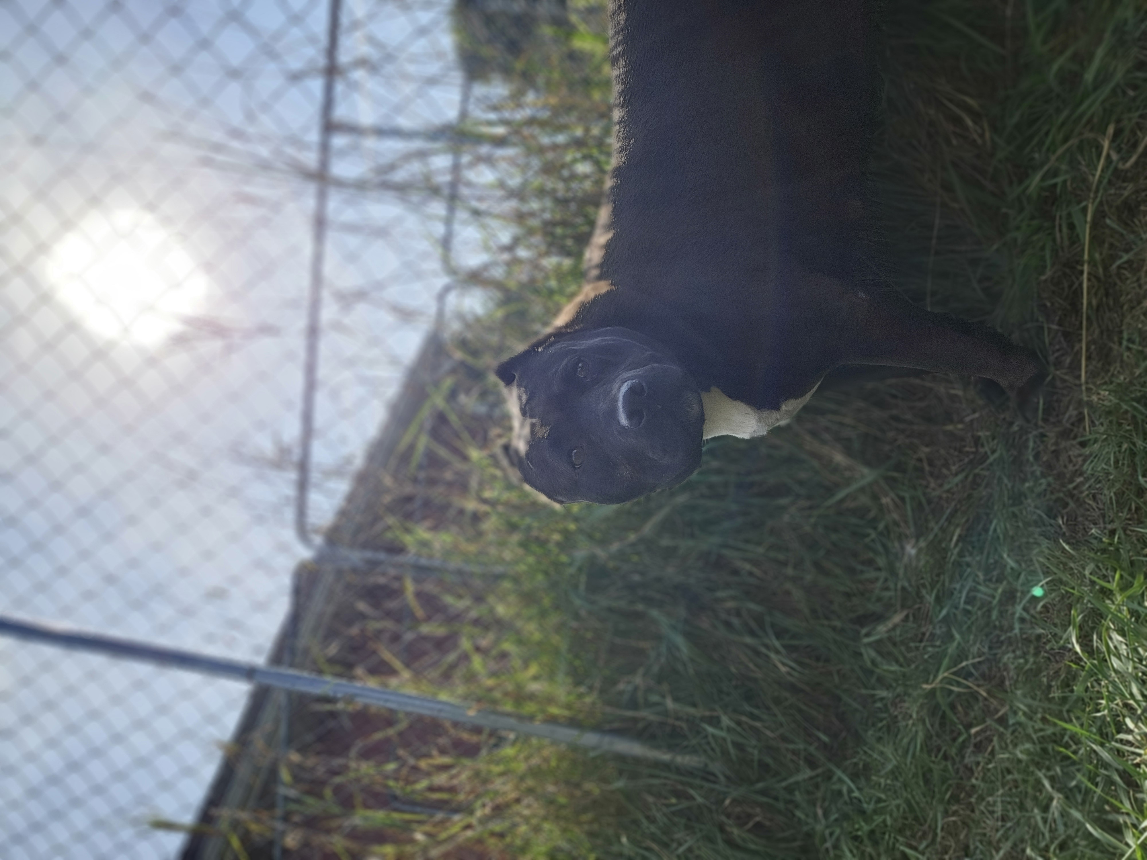 Sheba, a Adoptable mixed breed in Battle Creek, MI image 3/6