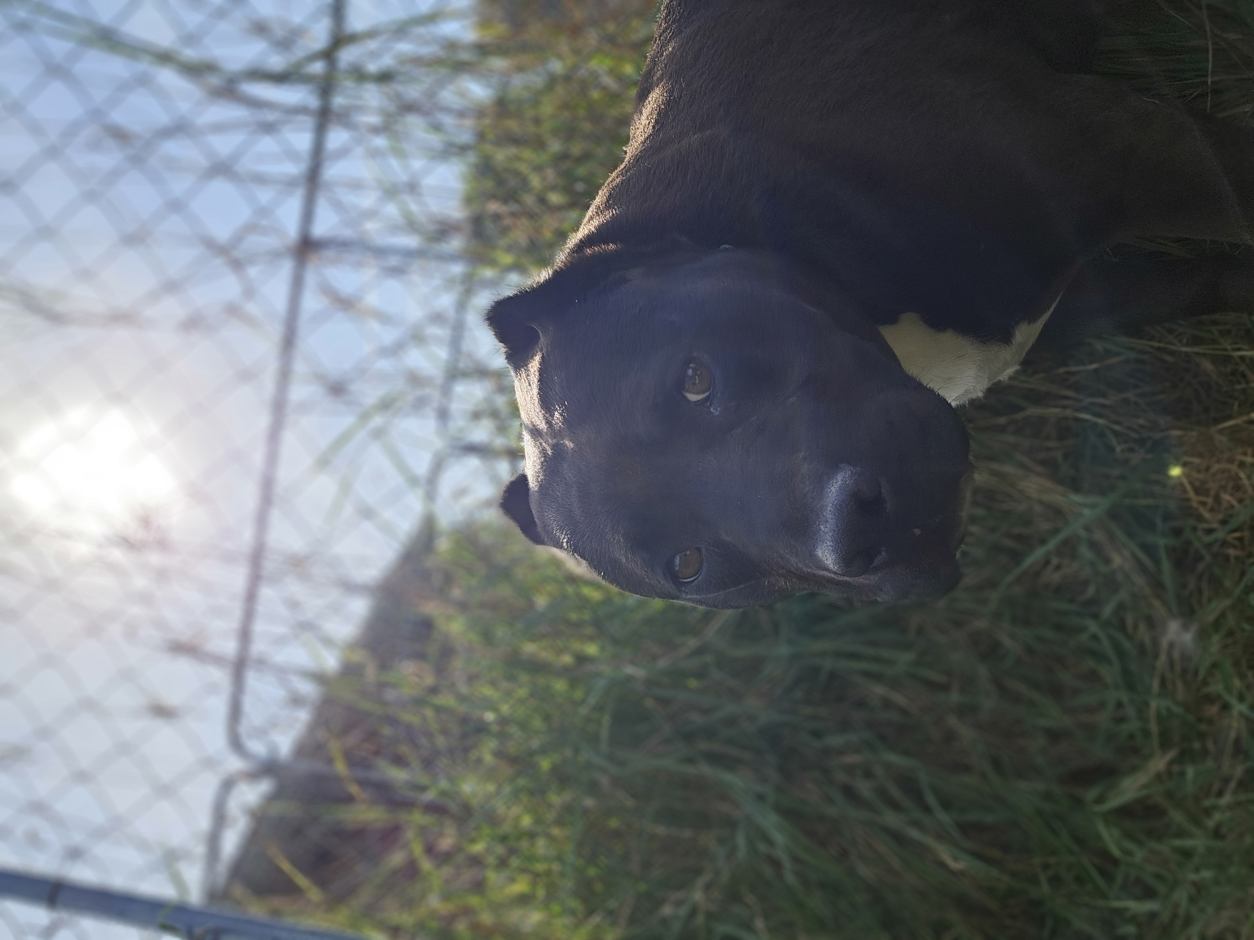 Sheba, a Adoptable mixed breed in Battle Creek, MI image 6/6
