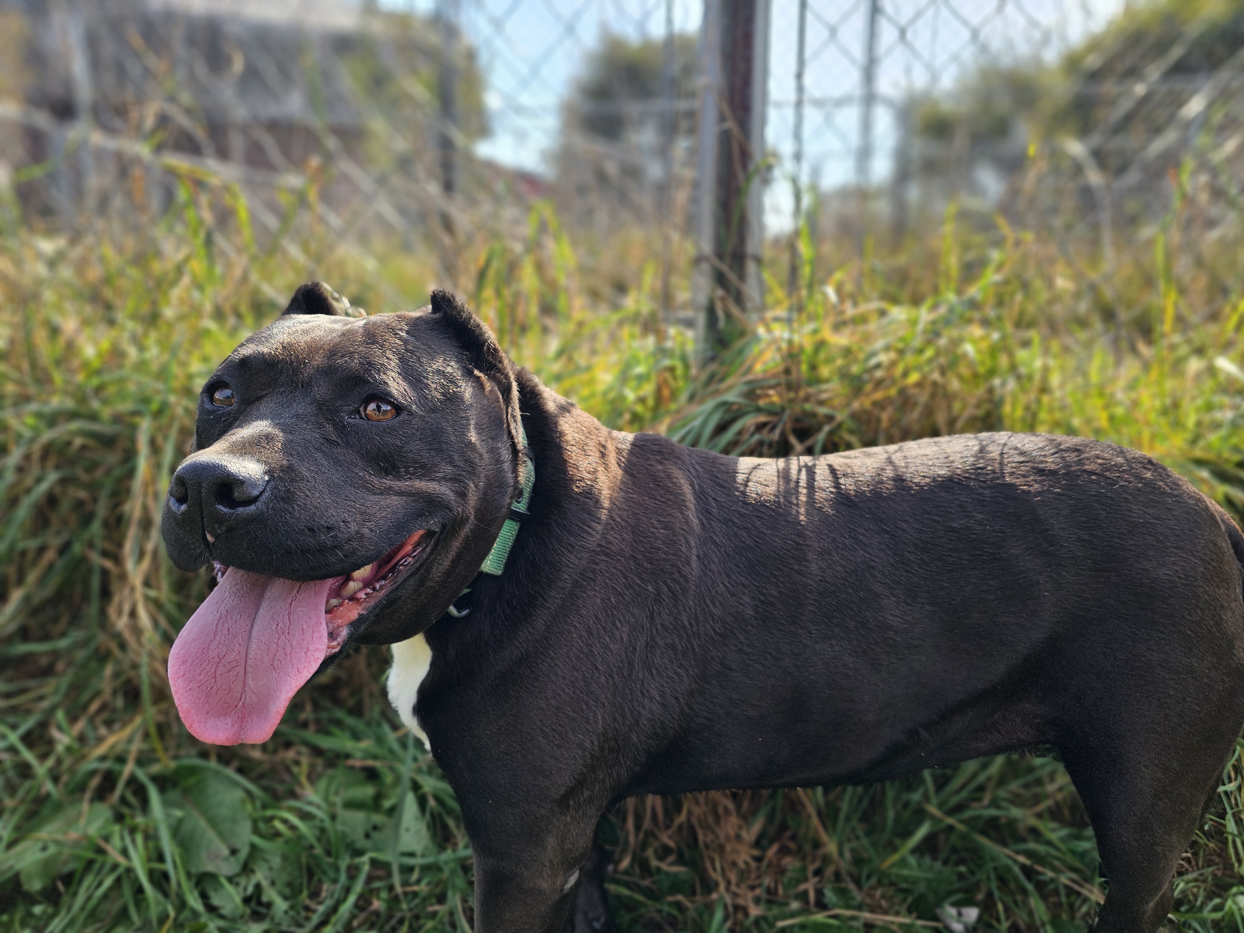 Sheba, a Adoptable mixed breed in Battle Creek, MI image 2/6